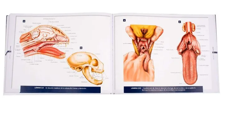 Atlas De Anatomía Peq. Animales Conceptos Básicos 1 Tomo