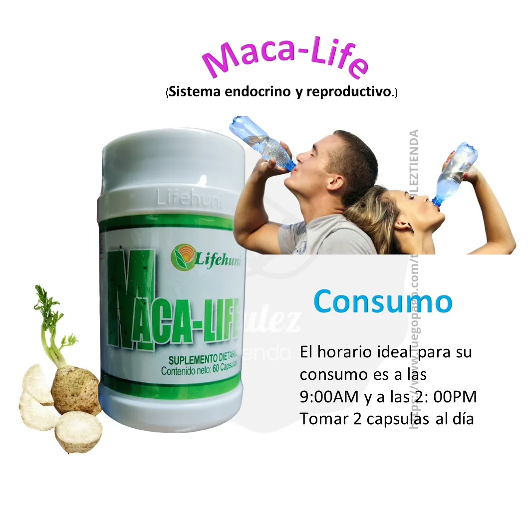 Maca-Life El Ayudante De Tu Sistema Endocrino LIFEHUNI