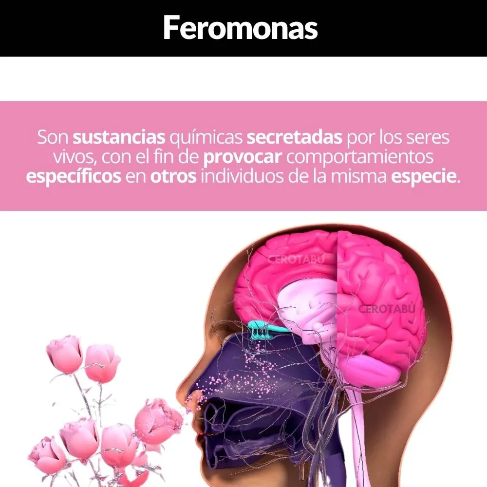 Kit Feromonas Femeninas Crema , Locion, Jabon, Amarre