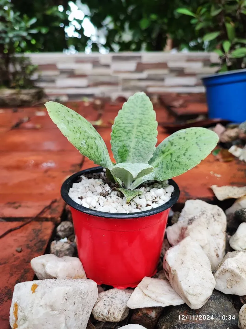 Suculenta Planta Orejas De Burro + Matera + Cajita