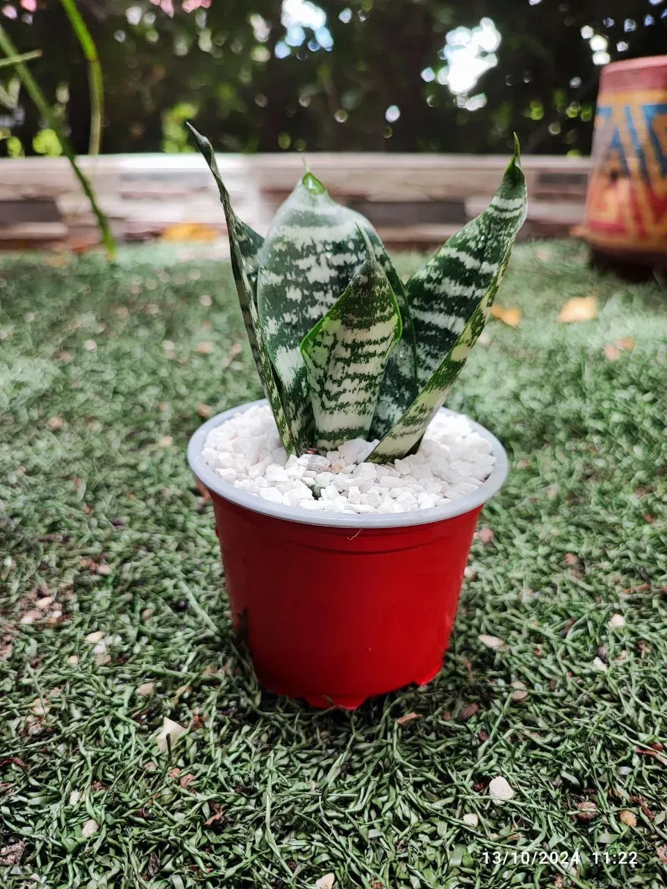 Planta Lengua Suegra Sansevieria + Matera + Cajita