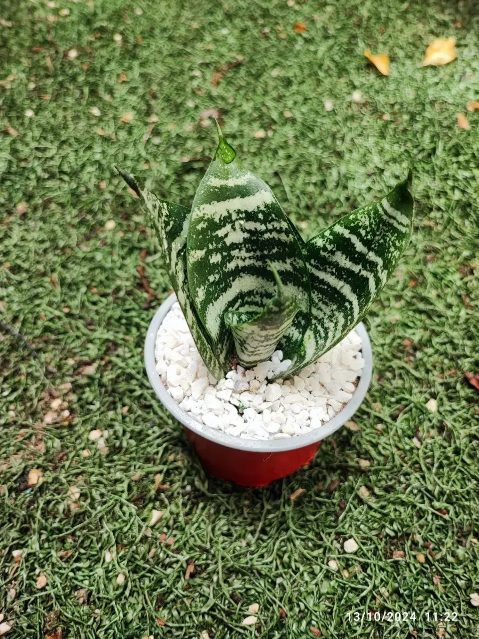 Planta Lengua Suegra Sansevieria + Matera + Cajita