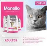 Monello Gato Adulto