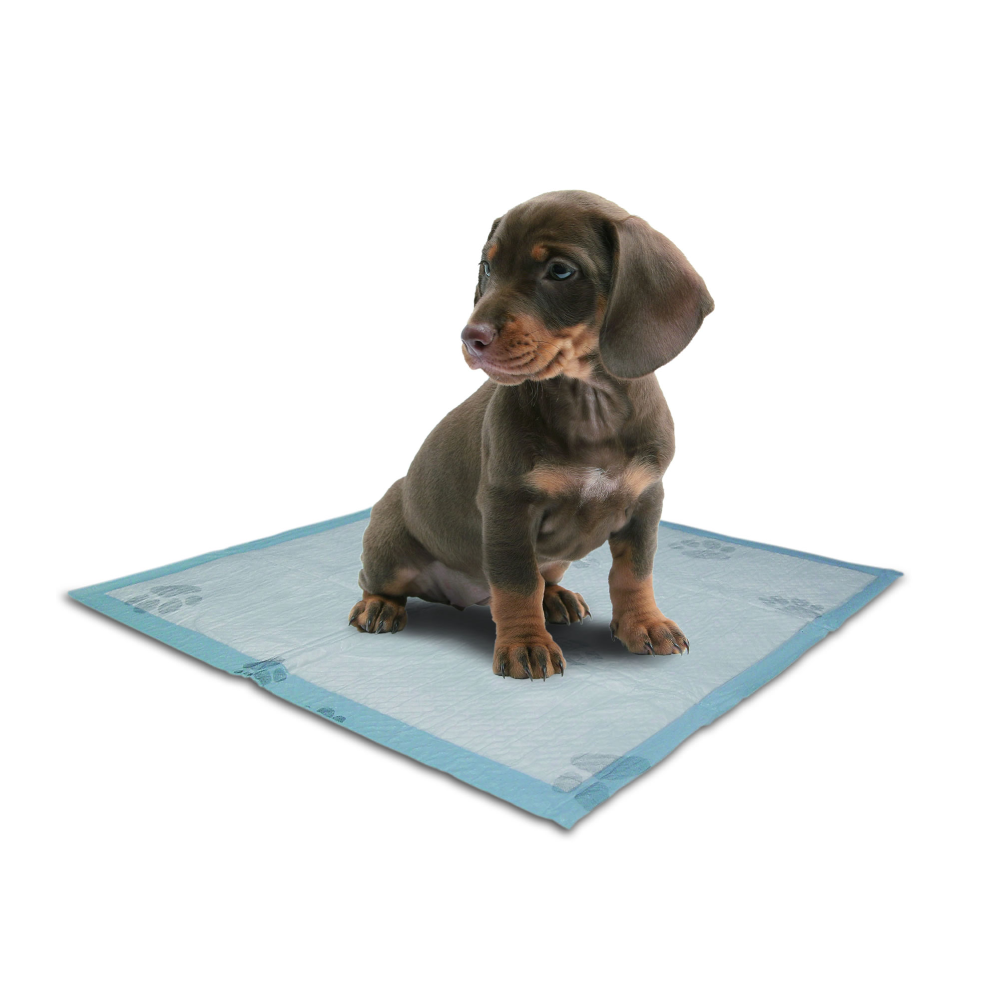 Tapetes Entrenadores Para Mascota Color Azul Es descartable Sí Unidades por envase 60